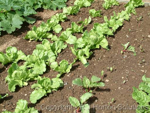 Lettuce Bed 